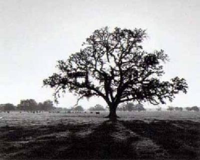 Ansel-Adams-Oak-Tree--Sunrise-10010